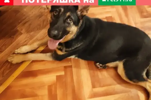 Найден пес возрастом 6-7 мес. в районе ЖК Гусарская баллада, Одинцово