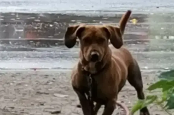 Найдена собака в Ленинском районе, Нижний Новгород