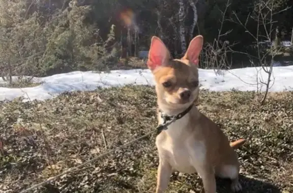 Пропала собака Райн в Кармановке, Ненецкий АО.