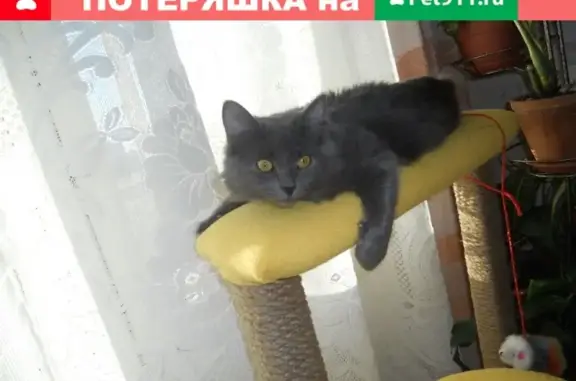 Пропал кот Кузя в Нефтестроевце, Ярославль