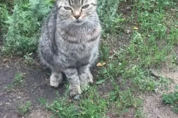 Найдена кошка в Шилово, без хвоста. Тел. для связи.