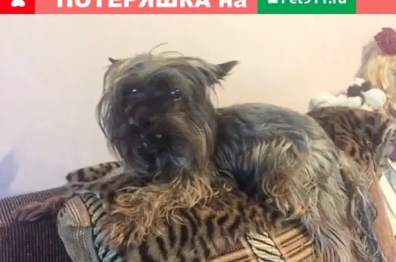 Найдена собака в Екатеринбурге, ищем хозяев