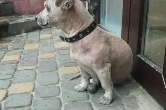 Найдена собака на Кирова 122-128, возможно больна.