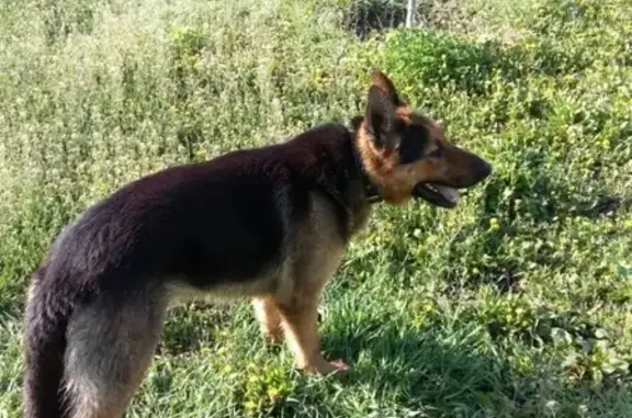 Пропала собака на улице Январской в Россоши, чепрачный кобель с ошейником.