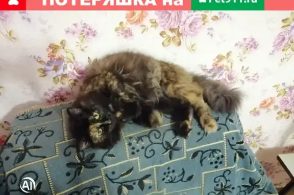 Пропала кошка в ДНТ Сигнал, ул. Цветочная.