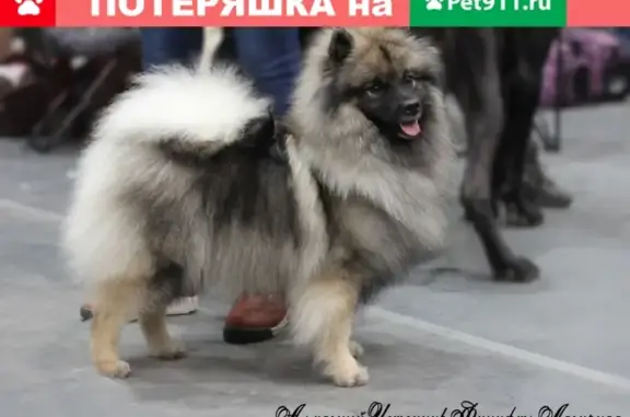 Пропала собака Фина и Клепа в Новоуральске, Свердловская область
