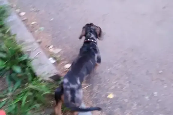 Найдена собака на Подбельского 27 в Братске