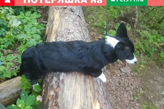 Пропала собака в Серпухове, вознаграждение за находку.