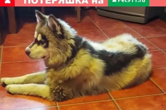 Найдена собака в Красногорске, ищем хозяина