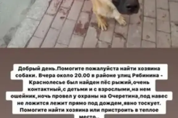 Рыжий пёс найден в Академическом (Екатеринбург)