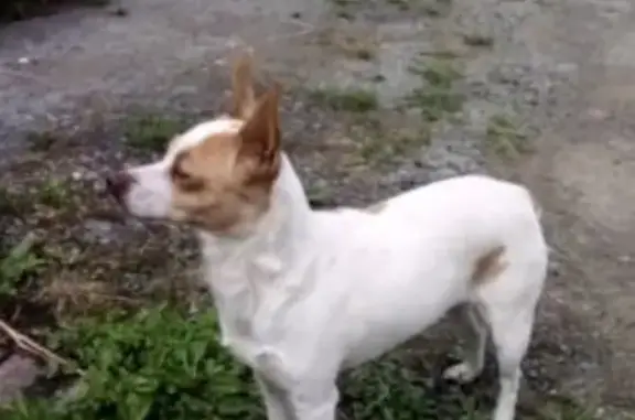 Найдена бело-рыжая собака в СНТ 