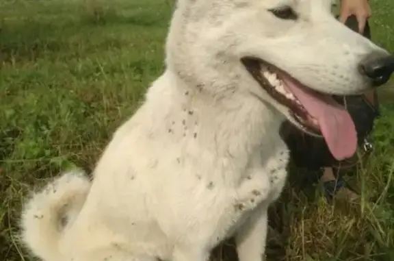 Найдена ласковая собака в Нальчике
