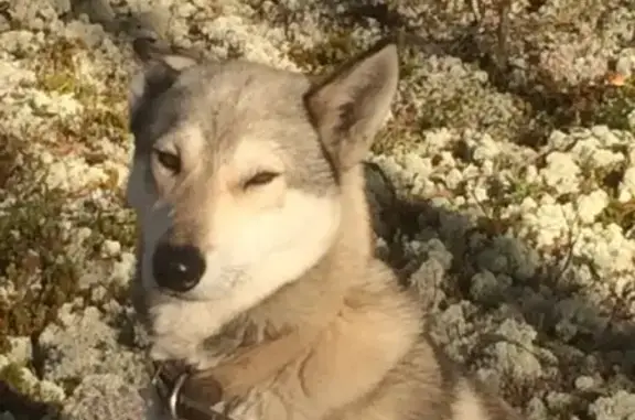 Пропала собака Молот возле Краснозатонского моста, Сыктывкар