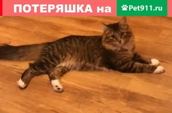 Потерянные животные Новосибирск, фото: Пропала кошка в Ленинском районе, кличка Пухля, тел. указан