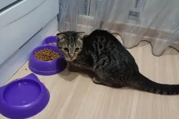 Найдена кошка в Серпухове