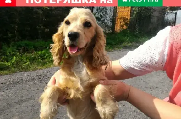 Пропала собака в Рубцовске, Алтайский край