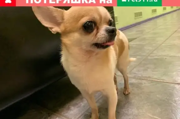 Найдена собака на Сиреневом бульваре в Москве