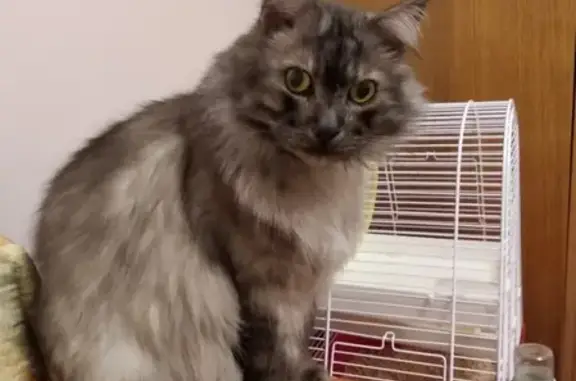 Кошки потеряшки, Москва, фото: Потеряшка кошка на ул. 26 Бакинских Комиссаров, Москва