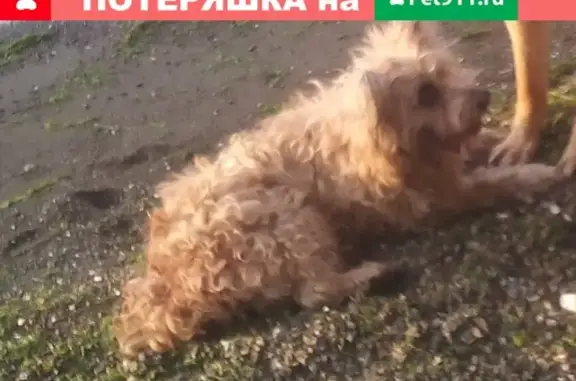 Пропала рыжая собака с Севастопольской ул.