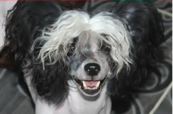 Собаки потеряшки, Москва, фото: Потеряшка китайская хохлатая с ул. Хабаровская, 18 (Москва)