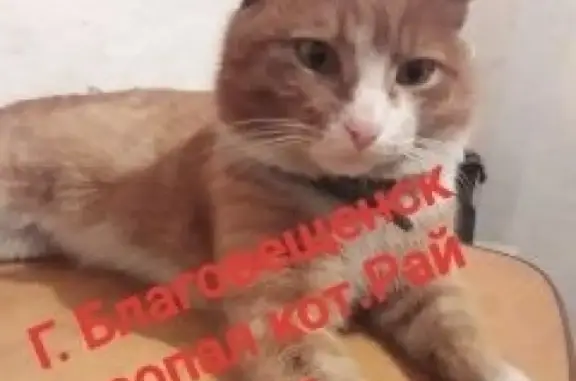 Объявления о пропавших и найденных животных, , фото: Пропала кошка на ул. Лазо, Благовещенск.