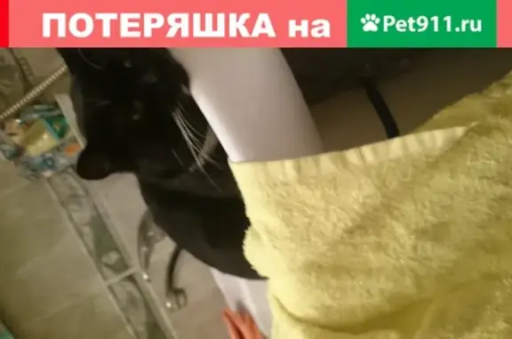 Кошки потеряшки, Тюмень, фото: Потеряшка кошка на велижанском тракте, Тюмень