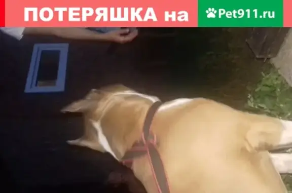 Собака найдена в Октябрьском р-не Красноярска на улице Кабель