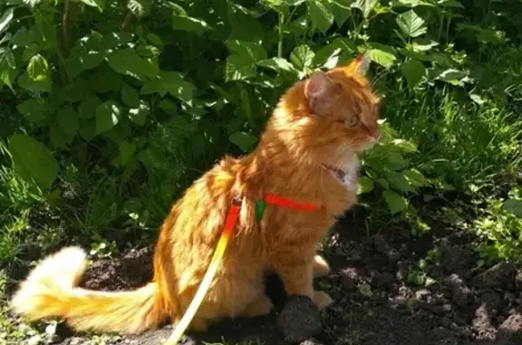 Пропала кошка Персик в поселке Дальний, Омская обл.