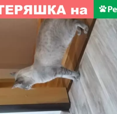 Найден кот на Салавата Юлаева 15А