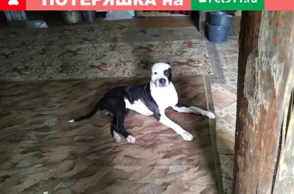 Найдена собака на Лайской дороге, Свердловская железная дорога