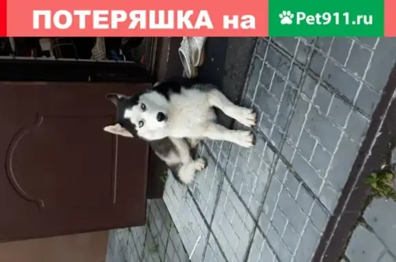Найдена молодая черно-белая собака в Жуковском