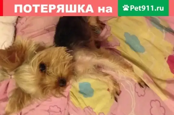 Пропала собака ЖАК в Октябрьском районе, Тамбов