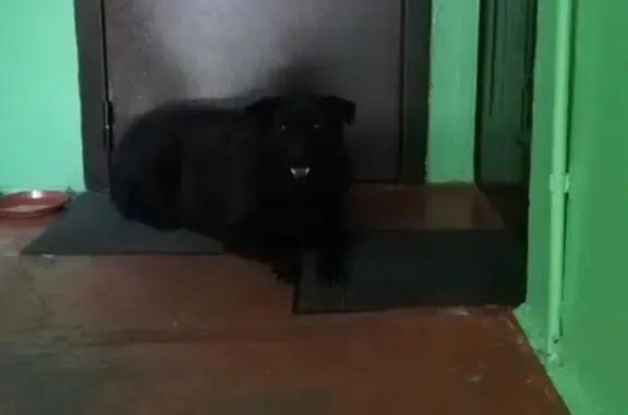 Найдена большая чёрная собака на ул. Октябрьской, ищем хозяина