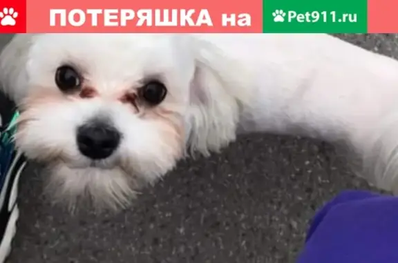 Потерянные животные Москва, фото: Пропала мальтеза с клеймом в Москве (39 символов)