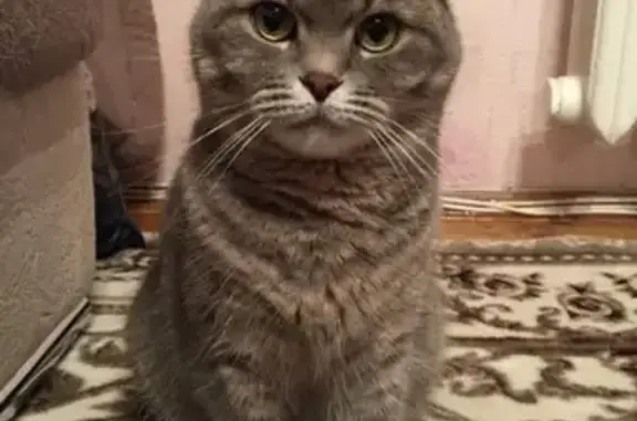 Пропала серая британская кошка возле трассы Минск-Витебск в Бешенковичском районе - photo