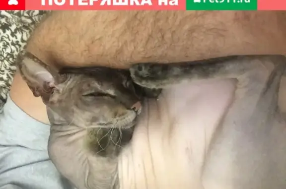 Пропал кот Марсик на ул. Котова 26, г. Азов