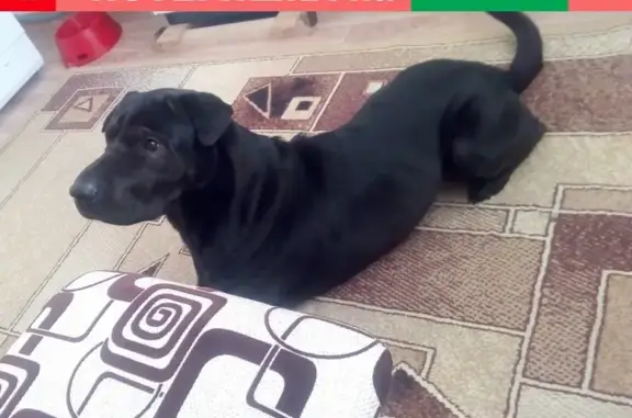 Потерянные животные Сургут, фото: Пропала собака Бим в Барсово, ХМАО, возможно с поводком.