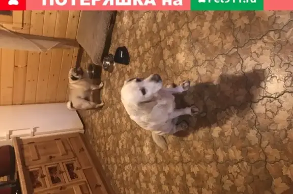 Пропала собака Метис лабрадора в Балашихе-1
