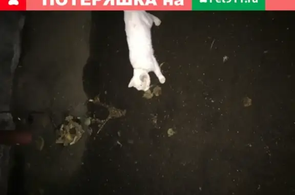 Пропала кошка на Урицкого, 23 в Ярославле