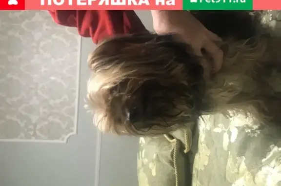 Найдена собака, Москва, фото: Найден йоркширский терьер возле Внуково