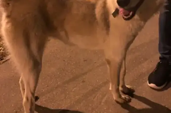 Найдена собака на правом берегу в Калуге