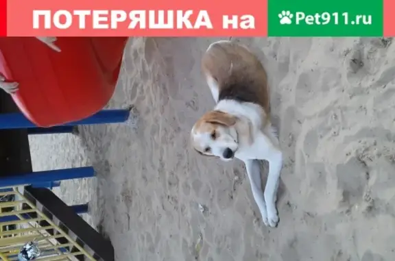 Найдена собака в поселке Толмачево, Брянского р-на