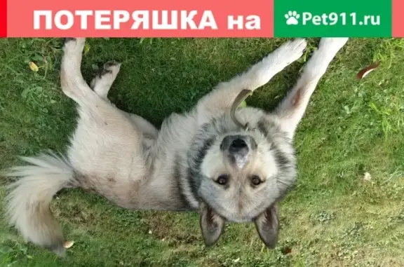 Найдена собака в деревне Бурмакино, Московская область