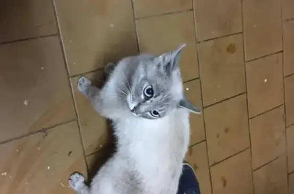 Найдена кошка Кот на ул. Первомайская