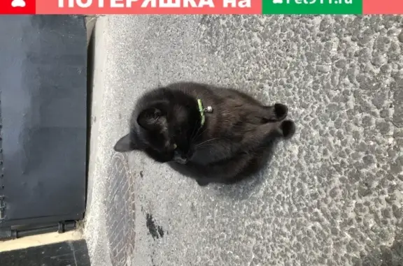 Найдена черная кошка с ошейником на Смоленском бульваре