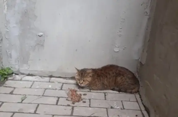 Пропала кошка в Щербинке, жилой комплекс Прима-Парк