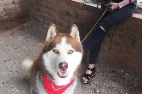 Пропала собака в Яблоновском: кобель хаски, рыжий окрас, голубые глаза