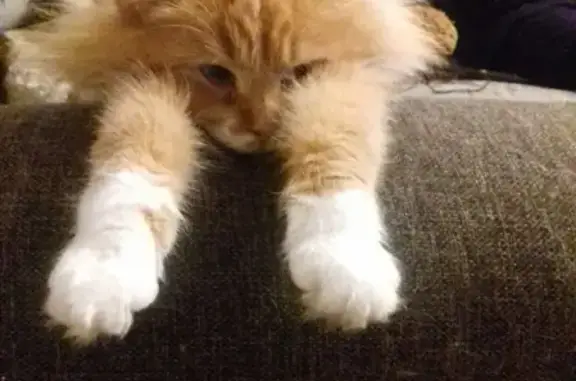 Потерянные животные Санкт-Петербург, фото: Пропала кошка на Маршала Казакова 40