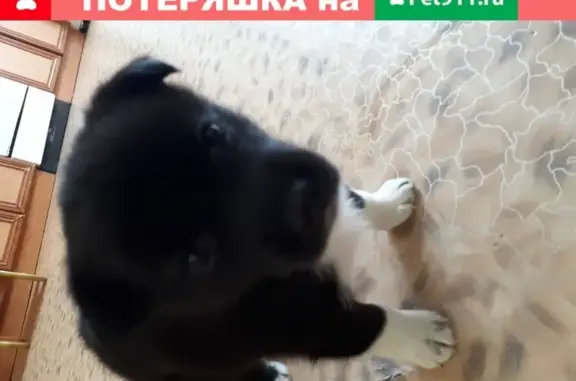 Найден щенок на детской площадке: ул. Агалакова, 66, Челябинск