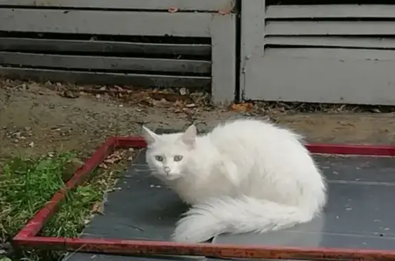Найдена белая кошка на ул. Белинского, 15